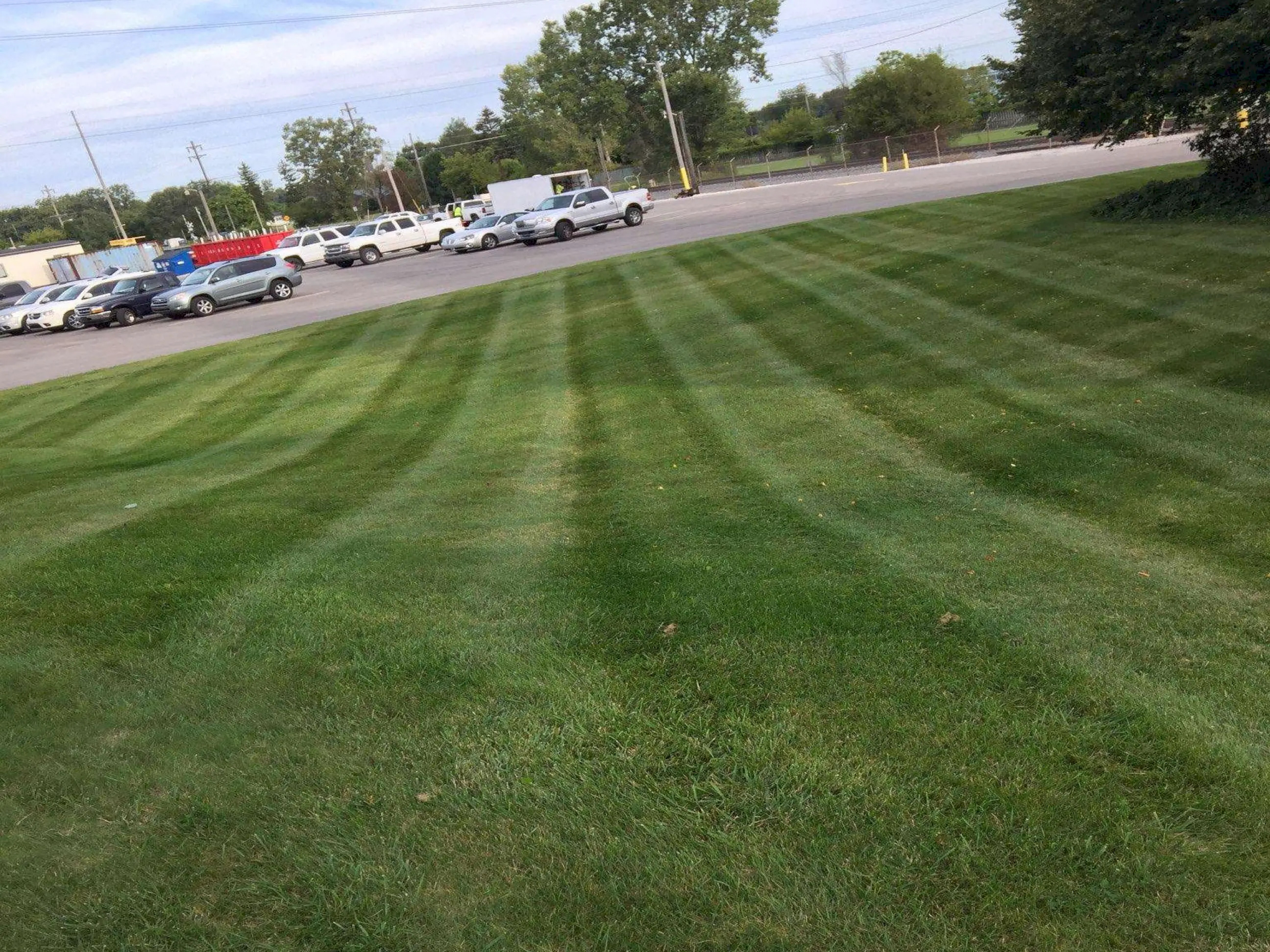 Freshly cut grass